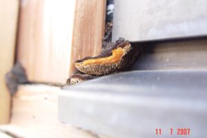 Tannen- oder Zaunblättling an einem Fenster